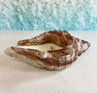 Seashell Concrete Candle